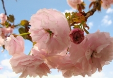 造幣局 : 花のまわりみちの桜樹一覧表か行