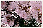 大沢桜（おおさわざくら）