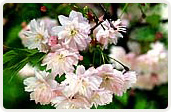 鎌足桜（かまたりざくら）