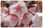 寒桜（かんざくら）