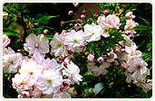 簪桜（かんざしざくら）