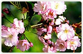 祇王寺祇女桜（ぎおうじぎじょざくら）