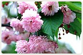 菊桜（きくざくら）
