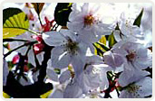 貴船雲珠桜（きぶねうずざくら）