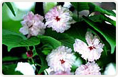 兼六園菊桜（けんろくえんきくざくら）