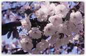 琴平（ことひら）