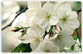 駒繋（こまつなぎ）