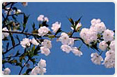 笹部桜（ささべざくら）