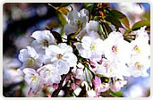 佐野桜（さのざくら）