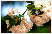 塩竈桜（しおがまざくら）