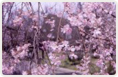 枝垂桜（しだれざくら）