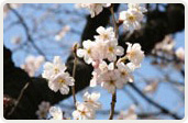 十六日桜（じゅうろくにちざくら）
