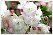 松月（しょうげつ）