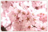 高遠小彼岸桜（たかとおこひがんざくら）