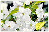 千原桜（ちはらざくら）