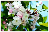 奈良八重桜（ならやえざくら）