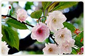 二度桜（にどざくら）
