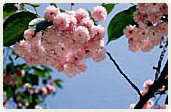 花染衣（はなぞめい）