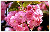 緋桜（ひざくら）