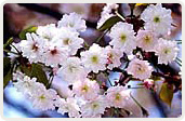 日吉桜（ひよしざくら）