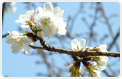 不断桜（ふだんざくら）