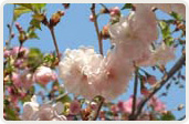 箒桜（ほうきざくら）