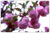 松前琴糸桜（まつまえこといとざくら）