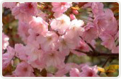 八重紫桜（やえむらさきざくら）