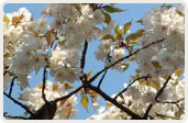 養老桜（ようろうざくら）
