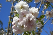笹賀鴛鴦桜（ささがおしどりざくら）