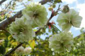 園里黄桜（そのさときざくら）