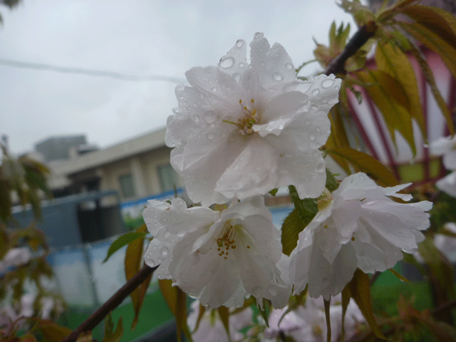 加計桜（かけざくら）