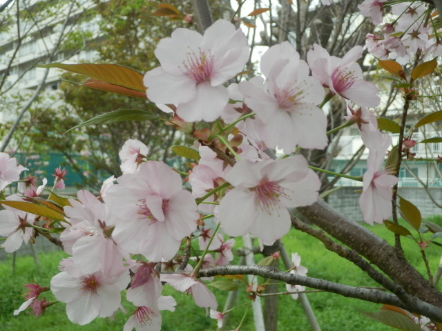 長州緋桜（ちょうしゅうひざくら）