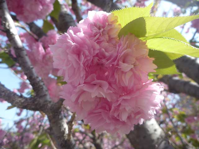 造幣局 花のまわりみち 今年の花 八重紅虎の尾 やえべにとらのお