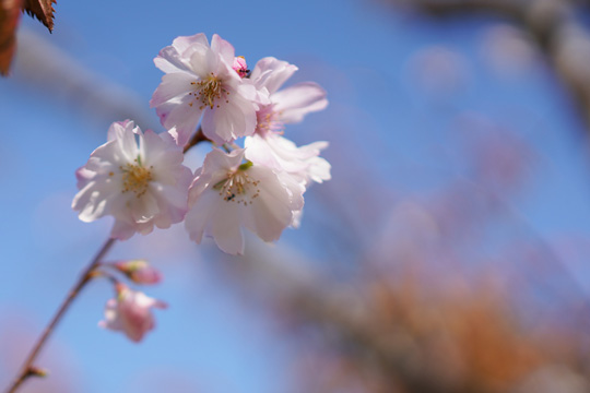 （写真）桜の写真1