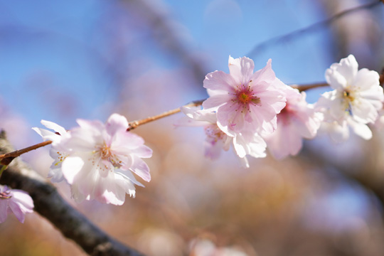 （写真）桜の写真2