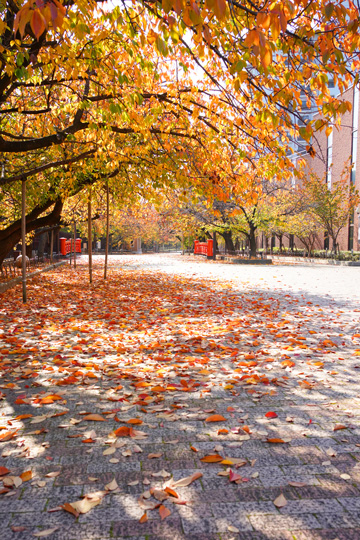 （写真）紅葉の写真1