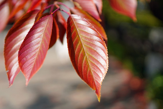 （写真）紅葉の写真2