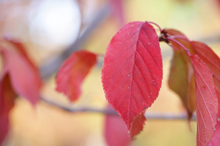 （写真）紅葉の写真1