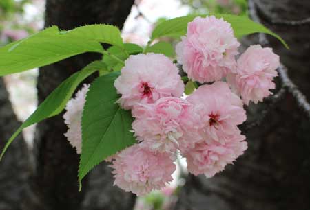 造幣局 花のまわりみち 広島