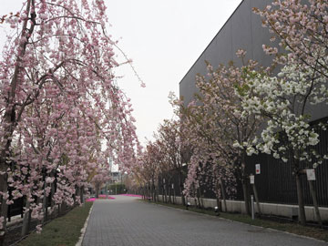 （写真）桜のさんぽ道の様子