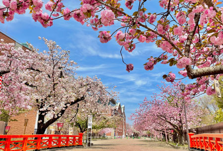 造幣局 : 桜の通り抜けが始まりました（2022年4月14日）
