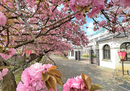 (写真)春の桜の通り抜け通路の写真