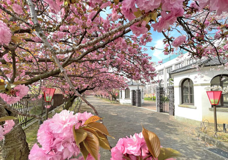 （写真）春の桜の通り抜け通路の写真