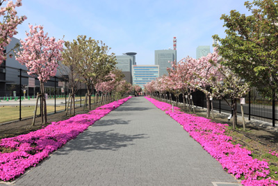 （写真）令和4年4月の桜のさんぽ道の様子