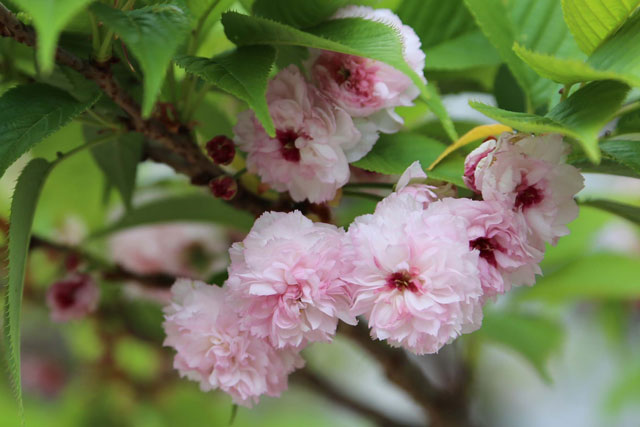 伊予菊桜（いよきくざくら）