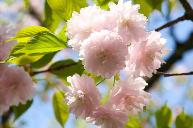 鎌足桜（かまたりざくら）