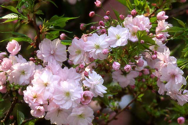簪桜（かんざしざくら）