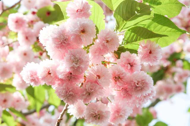 菊桜（きくざくら）