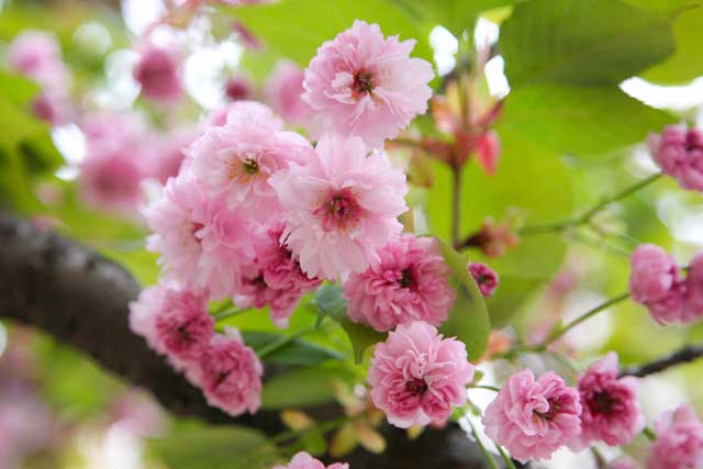 数珠掛桜（じゅずかけざくら）